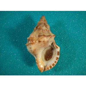 リュウグウウボラ : 貝殻ストア - 通販 - Yahoo!ショッピング