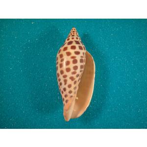 (希少)ブランデーガイ　貝殻　コレクション ブランデーガイ : 貝殻ストア - 通販 - Yahoo!ショッピング