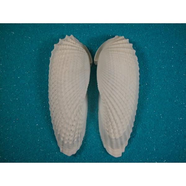 テンシノツバサ