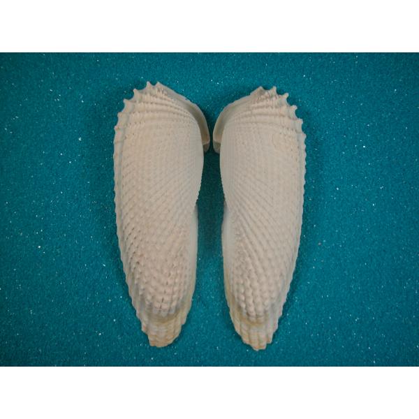 テンシノツバサ