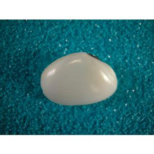 ナンヨウダカラ : 貝殻ストア - 通販 - Yahoo!ショッピング