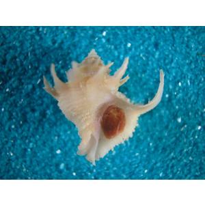 アンシュウオキナエビス : 貝殻ストア - 通販 - Yahoo!ショッピング