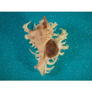 ニッポンダカラ : 貝殻ストア - 通販 - Yahoo!ショッピング