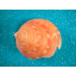 クロハラダカラ : 貝殻ストア - 通販 - Yahoo!ショッピング