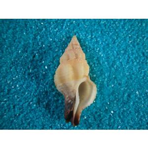 ラクダガイ : 貝殻ストア - 通販 - Yahoo!ショッピング