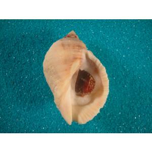 リュウグウウボラ : 貝殻ストア - 通販 - Yahoo!ショッピング