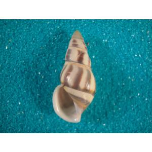 和名未定マレーマイマイの一種Amphidromus reflexilabris｜ryukogei