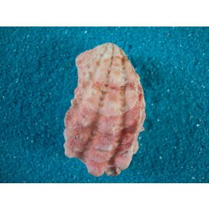 イナズマツノヤシガイ : 貝殻ストア - 通販 - Yahoo!ショッピング