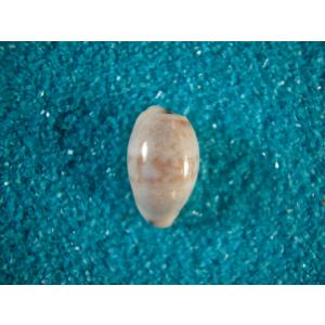 ビードロダカラ : 貝殻ストア - 通販 - Yahoo!ショッピング