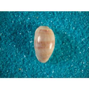 和名未定キイロダカラのf,Cypraea moneta form barthelemeyi, : 貝殻