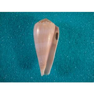 ビードロダカラ : 貝殻ストア - 通販 - Yahoo!ショッピング