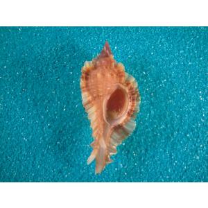 (希少)ブランデーガイ　貝殻　コレクション ブランデーガイ : 貝殻ストア - 通販 - Yahoo!ショッピング