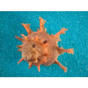 ヤコウガイ : 貝殻ストア - 通販 - Yahoo!ショッピング