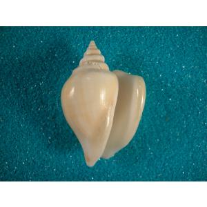 ハチジョウダカラ　４ ハチジョウダカラ 4 ハチジョウダカラ 9 ダカラ