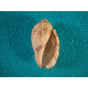 ビードロダカラ : 貝殻ストア - 通販 - Yahoo!ショッピング