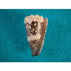 ヤコウガイ : 貝殻ストア - 通販 - Yahoo!ショッピング