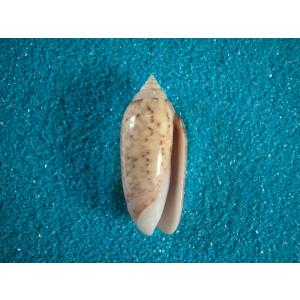 (希少)ブランデーガイ　貝殻　コレクション ブランデーガイ : 貝殻ストア - 通販 - Yahoo!ショッピング