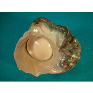 ヤコウガイ : 貝殻ストア - 通販 - Yahoo!ショッピング