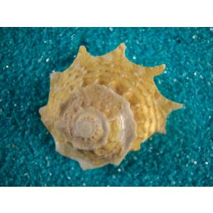 キグチホラダマシ : 貝殻ストア - 通販 - Yahoo!ショッピング