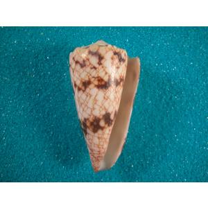 ホシダカラ : 貝殻ストア - 通販 - Yahoo!ショッピング