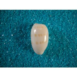 ビードロダカラ : 貝殻ストア - 通販 - Yahoo!ショッピング