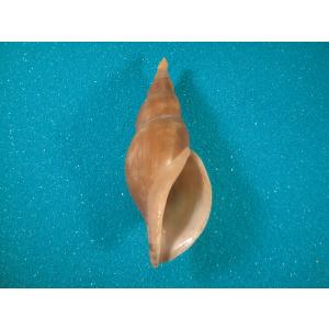 イナズマツノヤシガイ : 貝殻ストア - 通販 - Yahoo!ショッピング