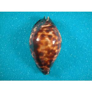 ビードロダカラ : 貝殻ストア - 通販 - Yahoo!ショッピング