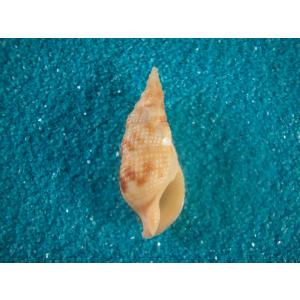 ショウジョウガイ : 貝殻ストア - 通販 - Yahoo!ショッピング