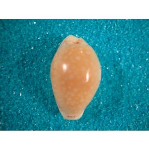 ハチジョウダカラ : 貝殻ストア - 通販 - Yahoo!ショッピング