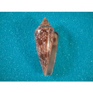 テラマチオキナエビス : 貝殻ストア - 通販 - Yahoo!ショッピング