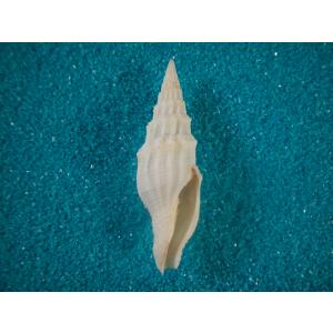 ブランデーガイ : 貝殻ストア - 通販 - Yahoo!ショッピング