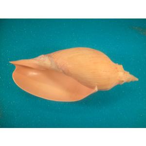 イナズマツノヤシガイ : 貝殻ストア - 通販 - Yahoo!ショッピング