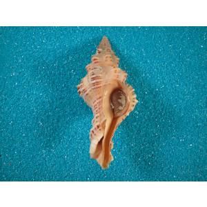 天然]沖縄県産キイロダカラ200個 kiirodakara.jpg