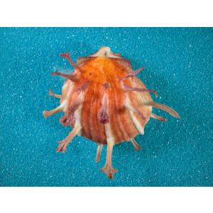 貝殻 テンシノツバサ (ニオガイ科) テンシノツバサ : 貝殻ストア - 通販 - Yahoo!ショッピング