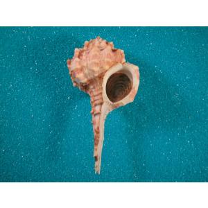 イナズマツノヤシガイ : 貝殻ストア - 通販 - Yahoo!ショッピング