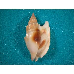 ラクダガイ : 貝殻ストア - 通販 - Yahoo!ショッピング