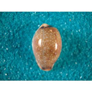 ビードロダカラ : 貝殻ストア - 通販 - Yahoo!ショッピング