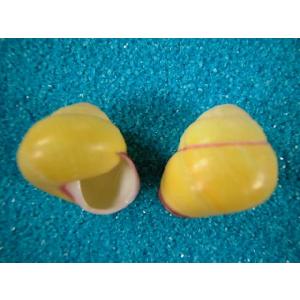 タマゴタニシマイマイ