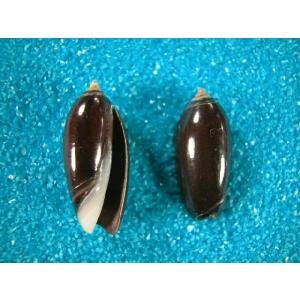 ハワイホシダカラ : 貝殻ストア - 通販 - Yahoo!ショッピング