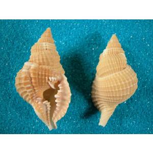 ハワイホシダカラ : 貝殻ストア - 通販 - Yahoo!ショッピング