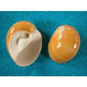 ニッポンダカラ : 貝殻ストア - 通販 - Yahoo!ショッピング