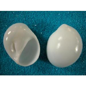 超大特価！　COWRIES　ウスアカネダカラガイ　貝殻　宝貝 超大特価！ COWRIES ウスアカネダカラガイ 貝殻 宝貝 - メルカリ