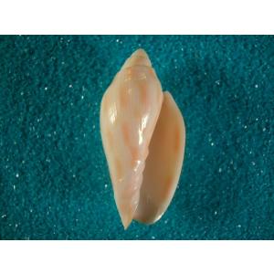 ブランデーガイ : 貝殻ストア - 通販 - Yahoo!ショッピング