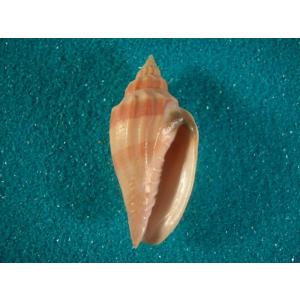 貝標本ウミノサカエイモ（海之栄芋（蓋付）濃色型） 貝標本ウミノサカエイモ（海之栄芋（蓋付）濃色型） - メルカリ