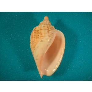 貝殻の標本 リュウグウボラ（ガクフボラ科） 貝殻の標本 リュウグウ