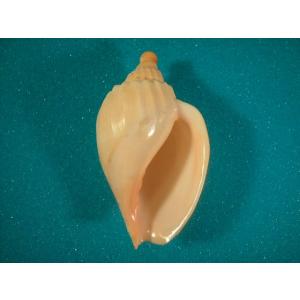 イナズマツノヤシガイ : 貝殻ストア - 通販 - Yahoo!ショッピング