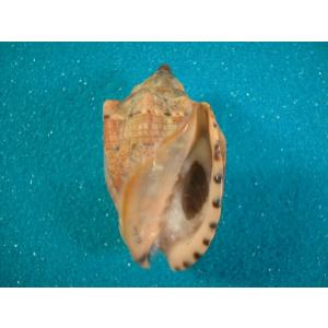 ブランデーガイ : 貝殻ストア - 通販 - Yahoo!ショッピング