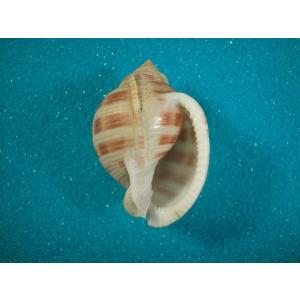 コビトリュウグウボタル : 貝殻ストア - 通販 - Yahoo!ショッピング
