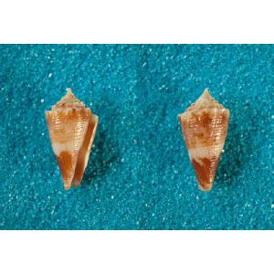 ビードロダカラ : 貝殻ストア - 通販 - Yahoo!ショッピング