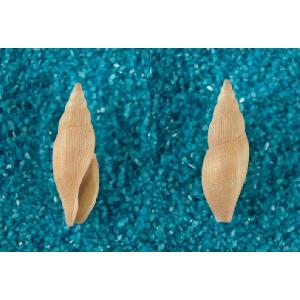 イナズマツノヤシガイ : 貝殻ストア - 通販 - Yahoo!ショッピング